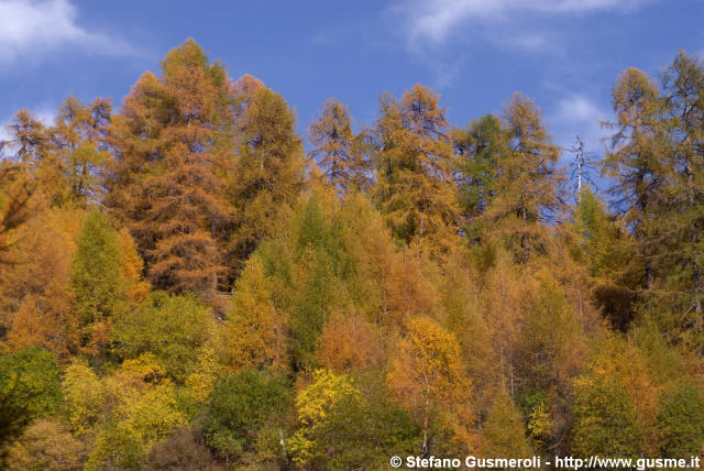  Bosco autunnale - click to next image