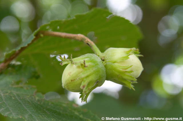  Nocciole - click to next image