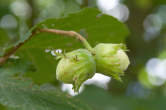 20110721_104732 Nocciole