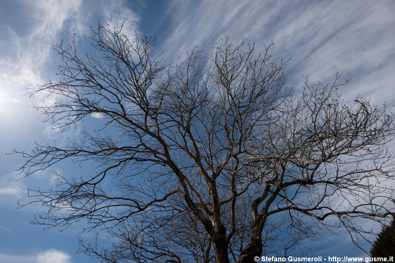  Rami e cielo - click to next image