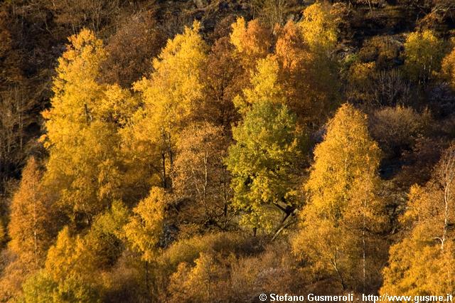  Boschi di betulle - click to next image