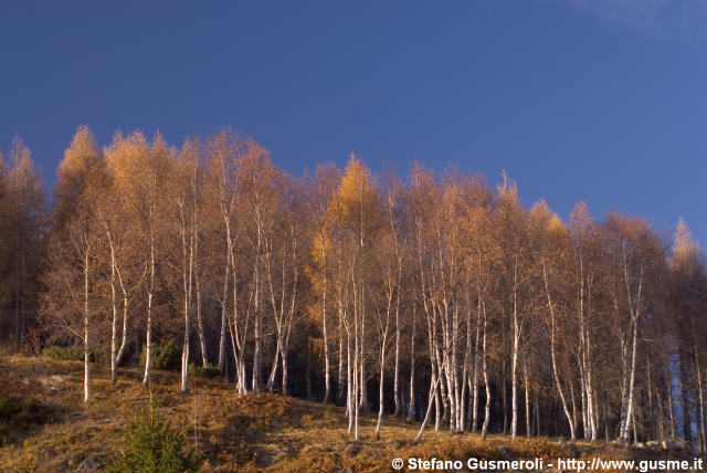  Bosco di betulle autunnali - click to next image