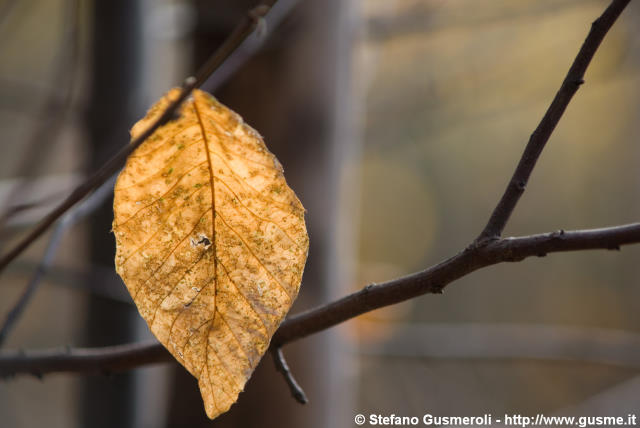  Foglia di betulla autunnale - click to next image