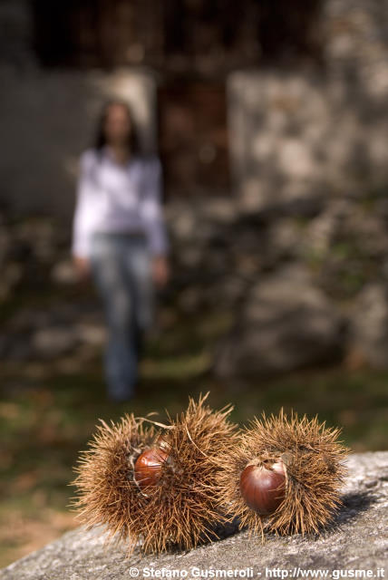  Ricci e castagne - click to next image