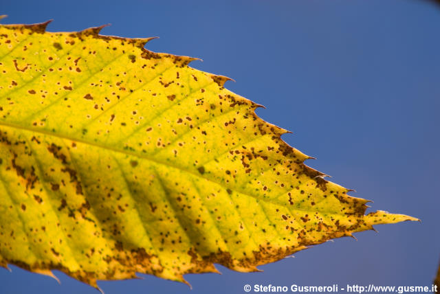  Foglia di Castagno autunnale - click to next image