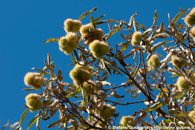  Castagne - click to next image