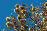 20091019_154354 Castagne