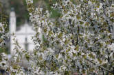 20130417_123543 Ciliegio fiorito