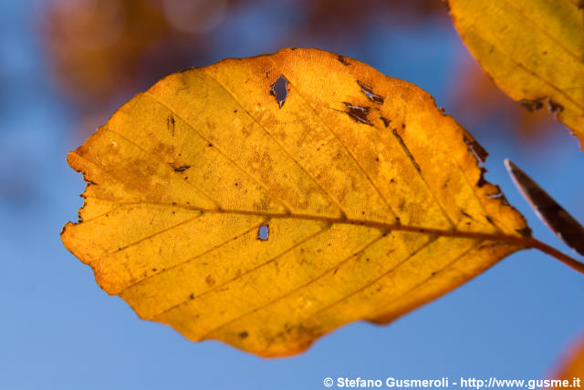  Foglia di faggio autunnale - click to next image