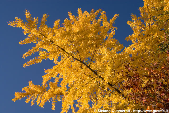  Ginko Biloba autunnale - click to next image