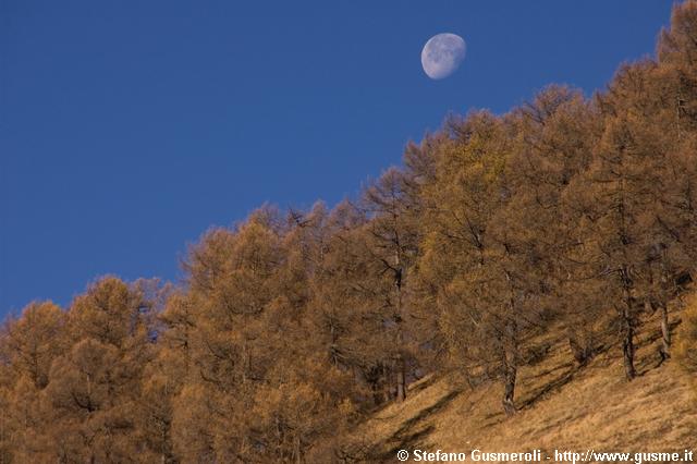  Larici e luna - click to next image