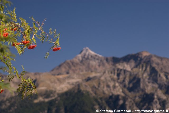  Sorbo e pizzo Stella - click to next image