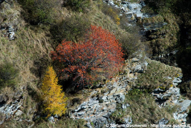  Bosco autunnale - click to next image