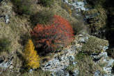 20061026_131204 Bosco autunnale