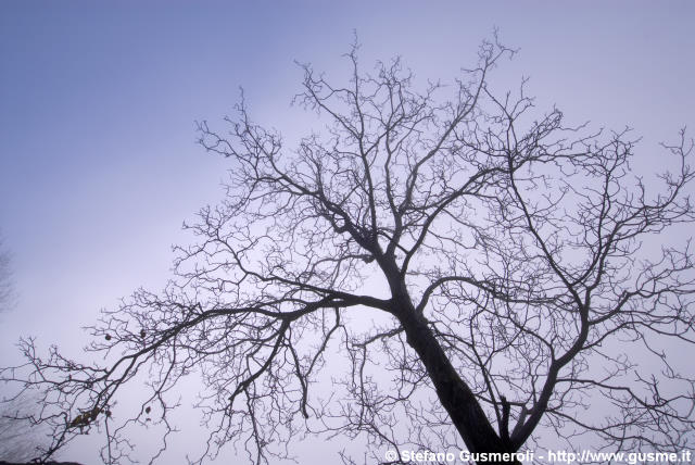  Alberi spogli - click to next image