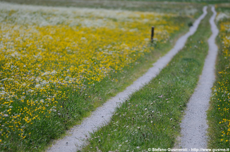  Strada nel prato fiorito - click to next image